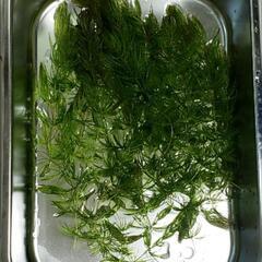 水草 マツモ無料であげます