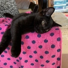 とても愛嬌のあるクロちゃんです