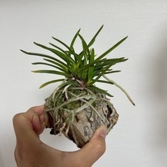 風蘭 大株の画像