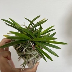 風蘭 大株の画像