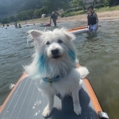 琵琶湖でSUP友達DOG SUP友達募集 - 草津市