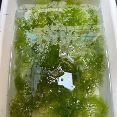 水草　まつも🌱マツモ