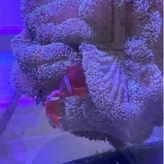 沖縄島産のハタゴイソギンチャクの画像