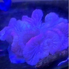 沖縄島産のハタゴイソギンチャク