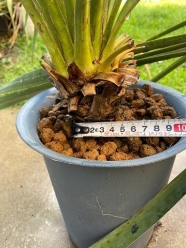 ユッカフィラメントーサ