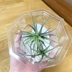 エアープランツ2つ