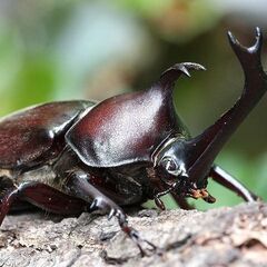 一緒にカブトムシを取りに行きませんか？