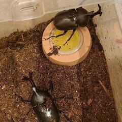 カブトムシ②