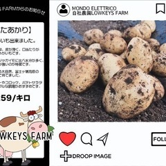 きたあかり【新じゃが】好きなだけ