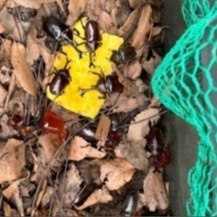 【最短当日渡し可】カブトムシ オス・メス  成虫 たくさん ★ ...