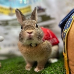 うさぎを飼ってる方お友達になりませんか？