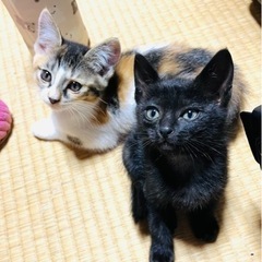 里親決まりました。ありがとうございました(⁎ᴗ͈ˬᴗ͈⁎)