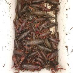 宮城県仙台市付近で一緒に生き物探索しませんか？