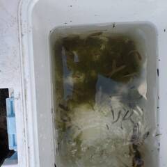 宮城県仙台市付近で一緒に生き物探索しませんか？ - 仙台市