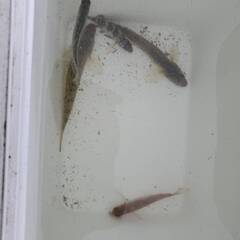 宮城県仙台市付近で一緒に生き物探索しませんか？ - その他