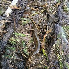 宮城県仙台市付近で一緒に生き物探索しませんか？ - メンバー募集