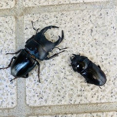 【配送】【2024年成虫ペア②】能勢YGオオクワガタ 異腹ペア ...