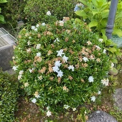 庭木【クチナシ】