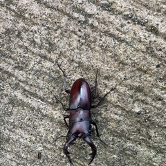 ノコギリクワガタ
