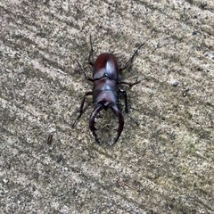 ノコギリクワガタ
の画像