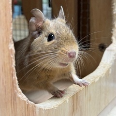 デグー　サンド　メス♀1歳10か月