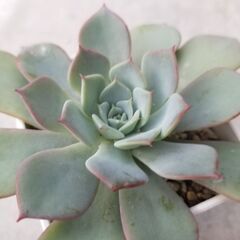 お取引中　多肉植物　ラウレンシス　７、８cm