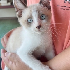 【マロ眉がかわいい♡】シャムネコ風イケメンにゃんこ♪