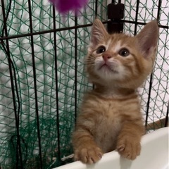 仔猫（茶トラ）の貰い手を探しています。