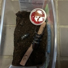 ノコギリクワガタ