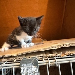 黒多めの黒白の女の子 − 北海道