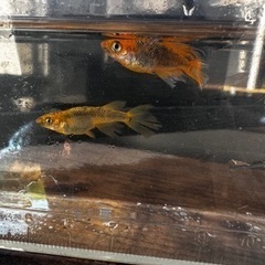 メダカ 竜章鳳姿【幼魚、稚魚】の画像