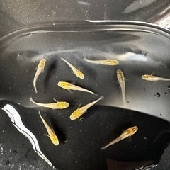 メダカ 竜章鳳姿【幼魚、稚魚】の画像
