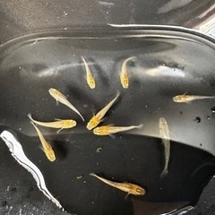 メダカ 竜章鳳姿【幼魚、稚魚】の画像