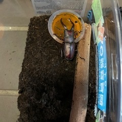 ノコギリクワガタ
