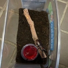 ノコギリクワガタ