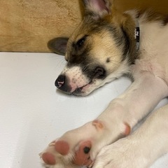 (仮)チビ君　3ヶ月　里親希望者様お話中