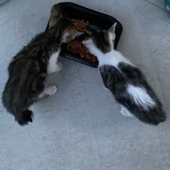 迷い猫2匹もらってください一時問い合わせストップします。