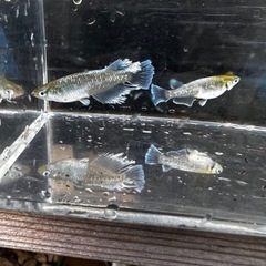 メダカ エメキン【幼魚、稚魚】の画像