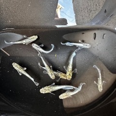 メダカ エメキン【幼魚、稚魚】の画像
