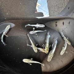 メダカ エメキン【幼魚、稚魚】の画像
