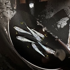 メダカ サファイア【幼魚、稚魚】の画像