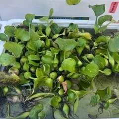 水草