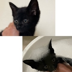 🤍つきと🤍人間ニャンコ大好き食いしん坊🐱推定5月中旬生まれ男の子