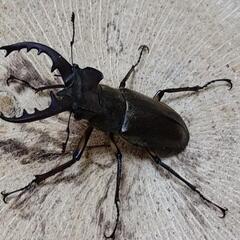 クワガタ・カブトムシ