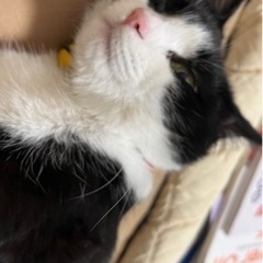 ハチワレちゃん