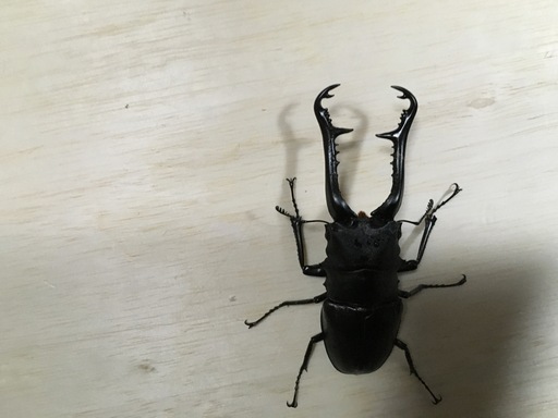 ギラファノコギリクワガタ　ペア①