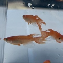 メダカ　♪プロミネンス♯15匹