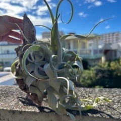 エアープランツ　流木の画像