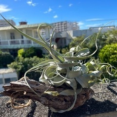 エアープランツ　流木の画像