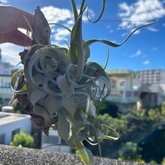 エアープランツ　流木